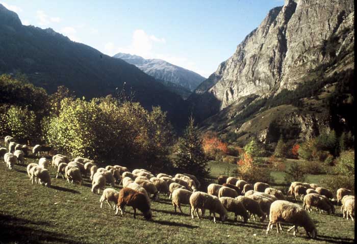 les-paysages-du-pastoralisme