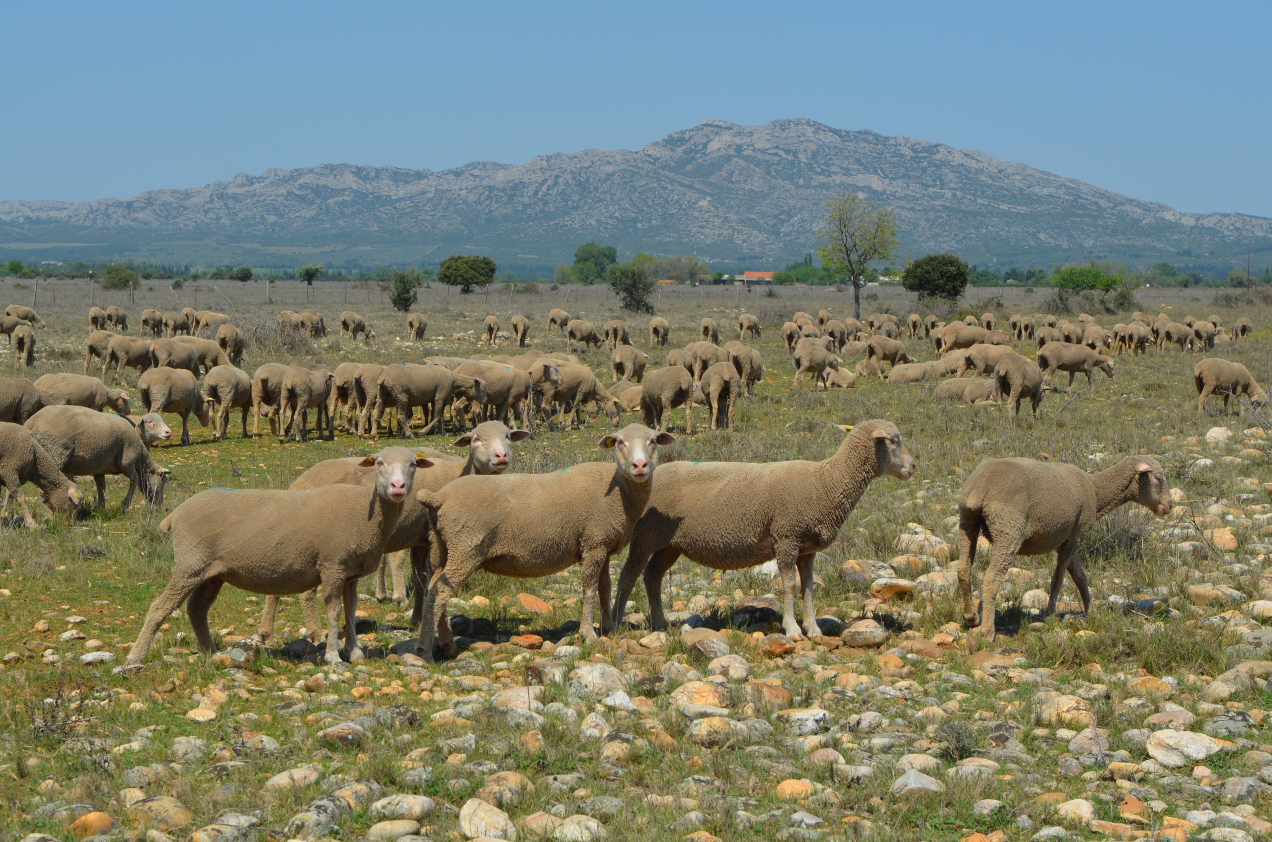 les-paysages-du-pastoralisme